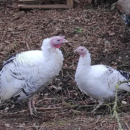 Du Bien Etre بيت للعطل Hodeng-Hodenger