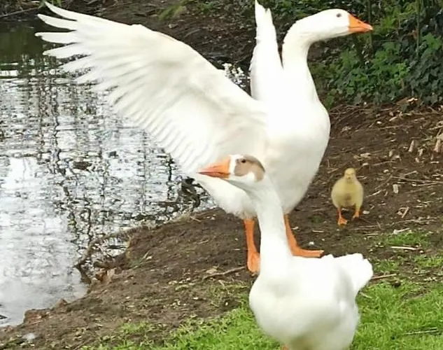 Hébergement de vacances Du Bien
